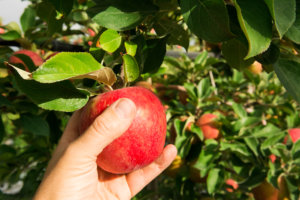 Picking Honeycrisp apple