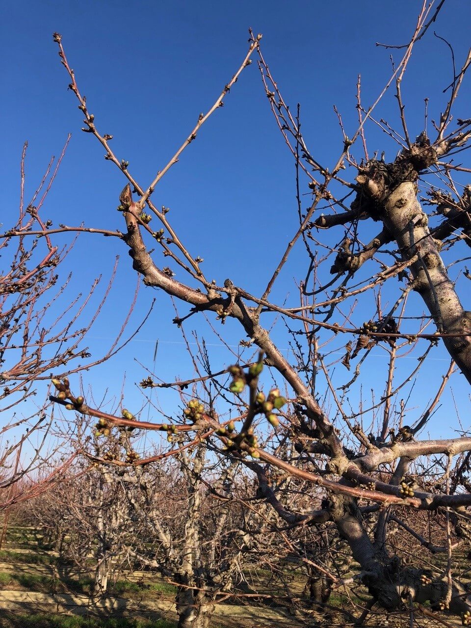 CA Cherry trees before blooming for the season
