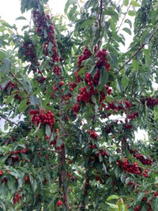 CA Cherry Tree