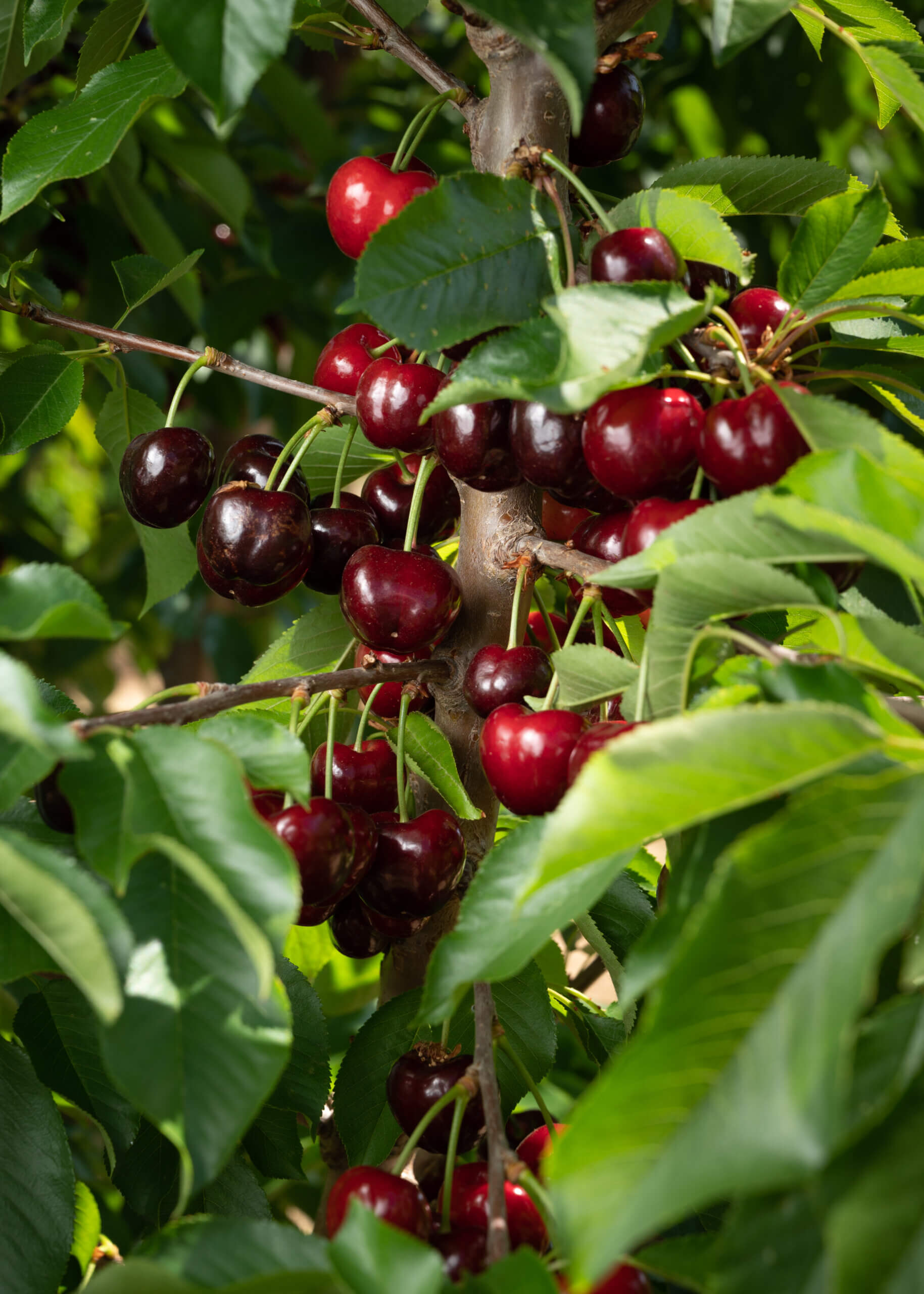 California cherries growing on a tree limb