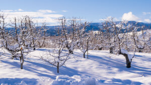 Winter Orchard