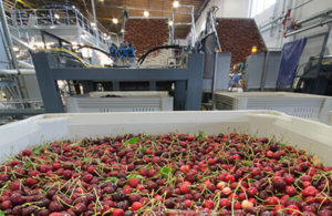 Cherry Packing Goes Digital