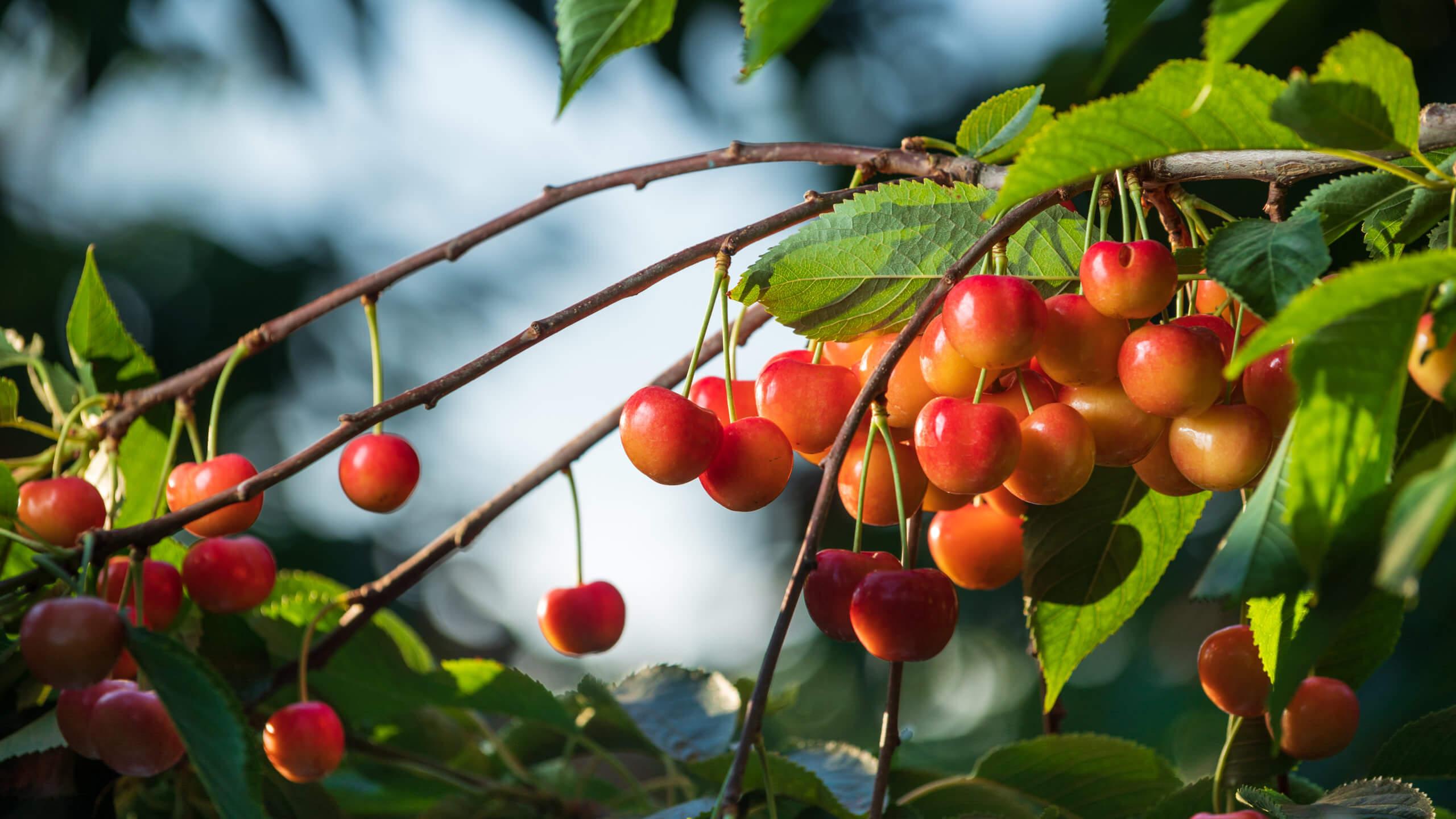 Rainier Cherry Harvest