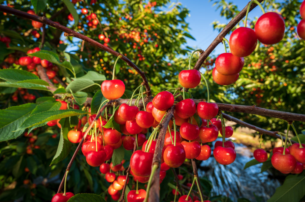 Rainier Cherries harvest