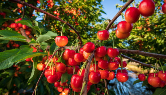 Rainier Cherries harvest