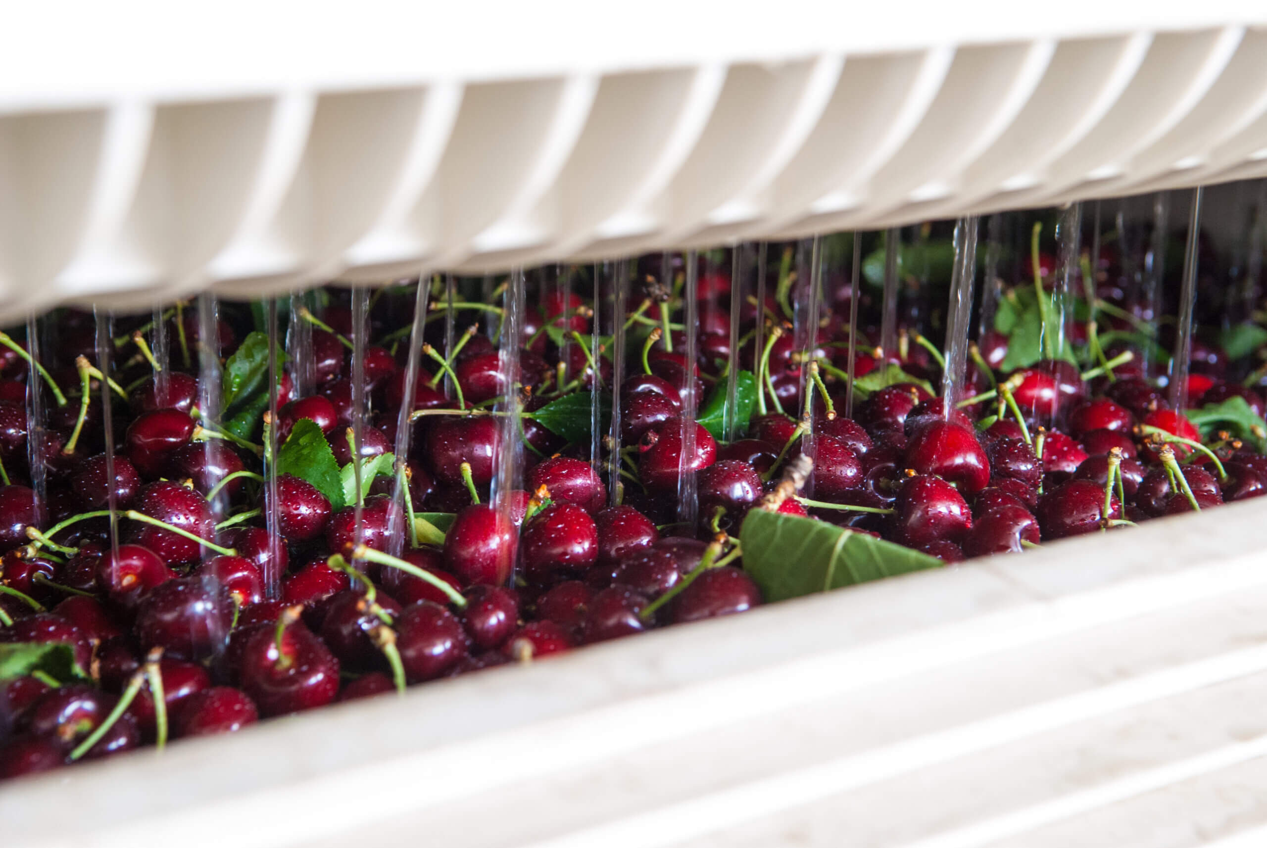 Cherries going through a hydrocooler to bring down their temperatures before packing.