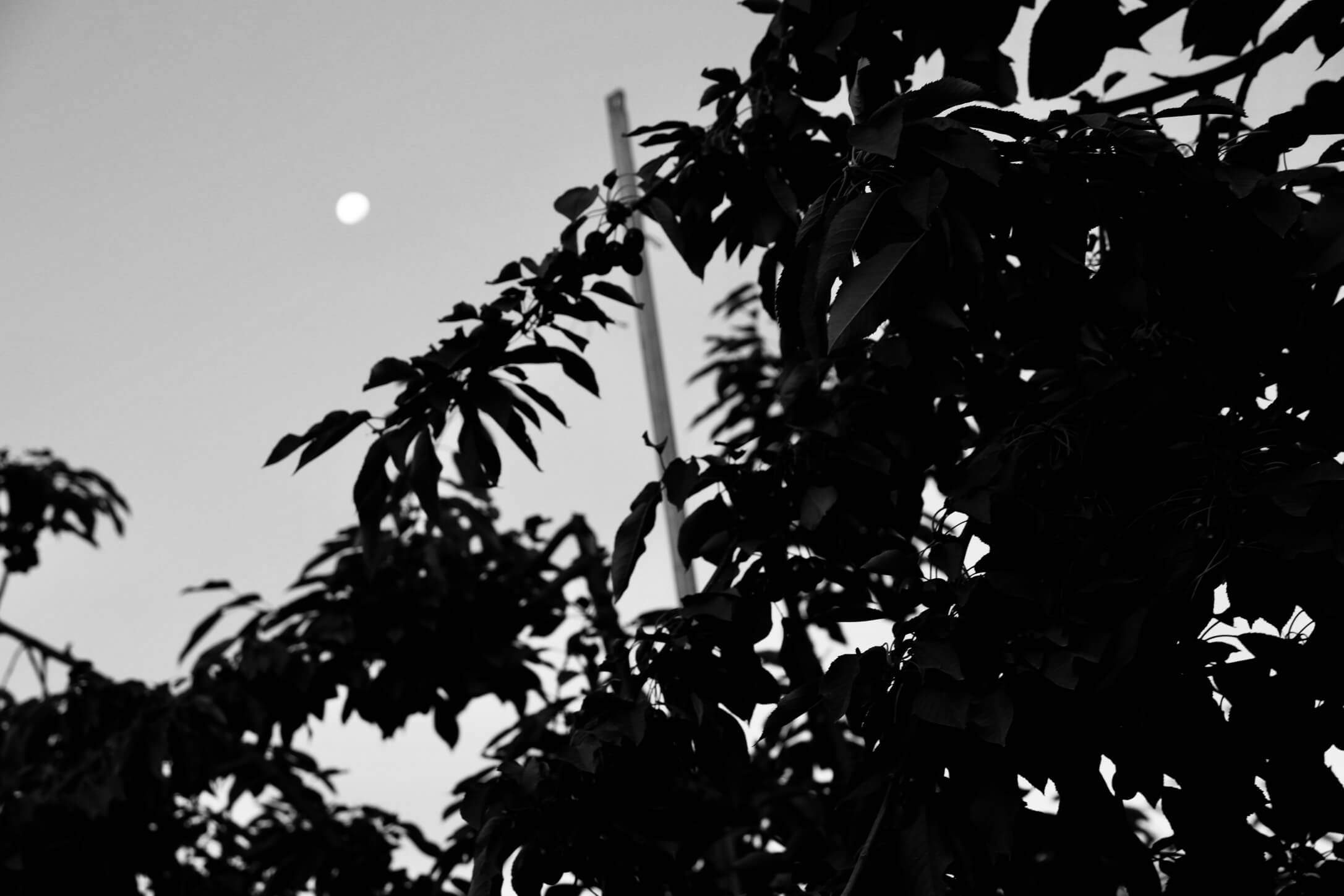 An early morning image of a cherry tree with the moon in the sky.
