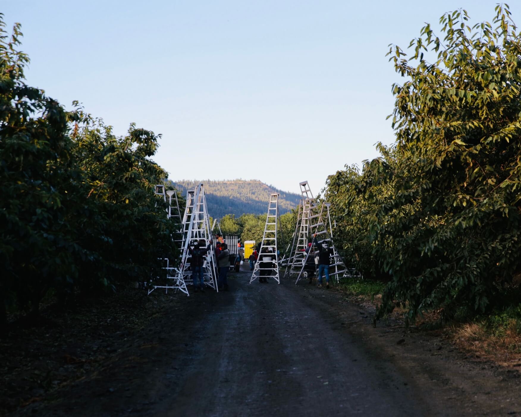 An orchard road with ladders getting put out to start cherry harvest.