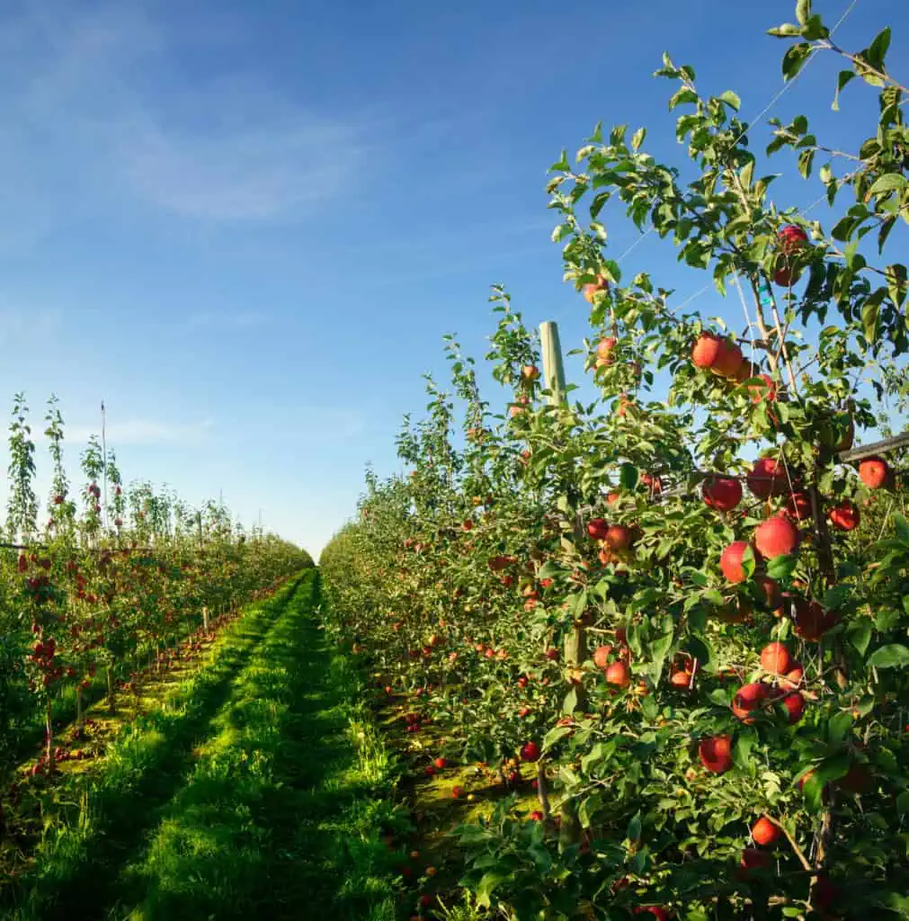 Honeycrisp apples tree orchard 