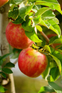 Honeycrisp on the tree