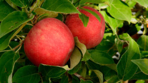 Harvest Honeycrisp Apples Quincy Stemilt 836
