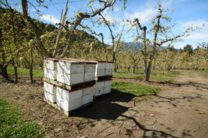 bee boxes