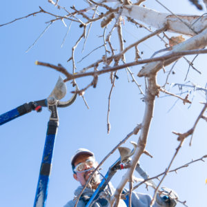 pruning apple trees