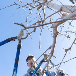 pruning apple trees