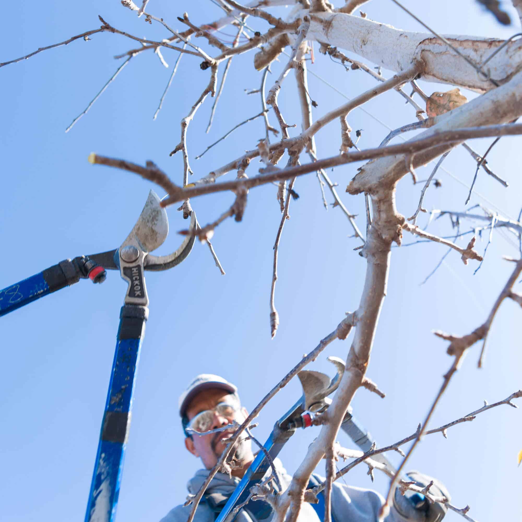 Spring Time at Stemilt Hill Real Time Scenes Stemilt