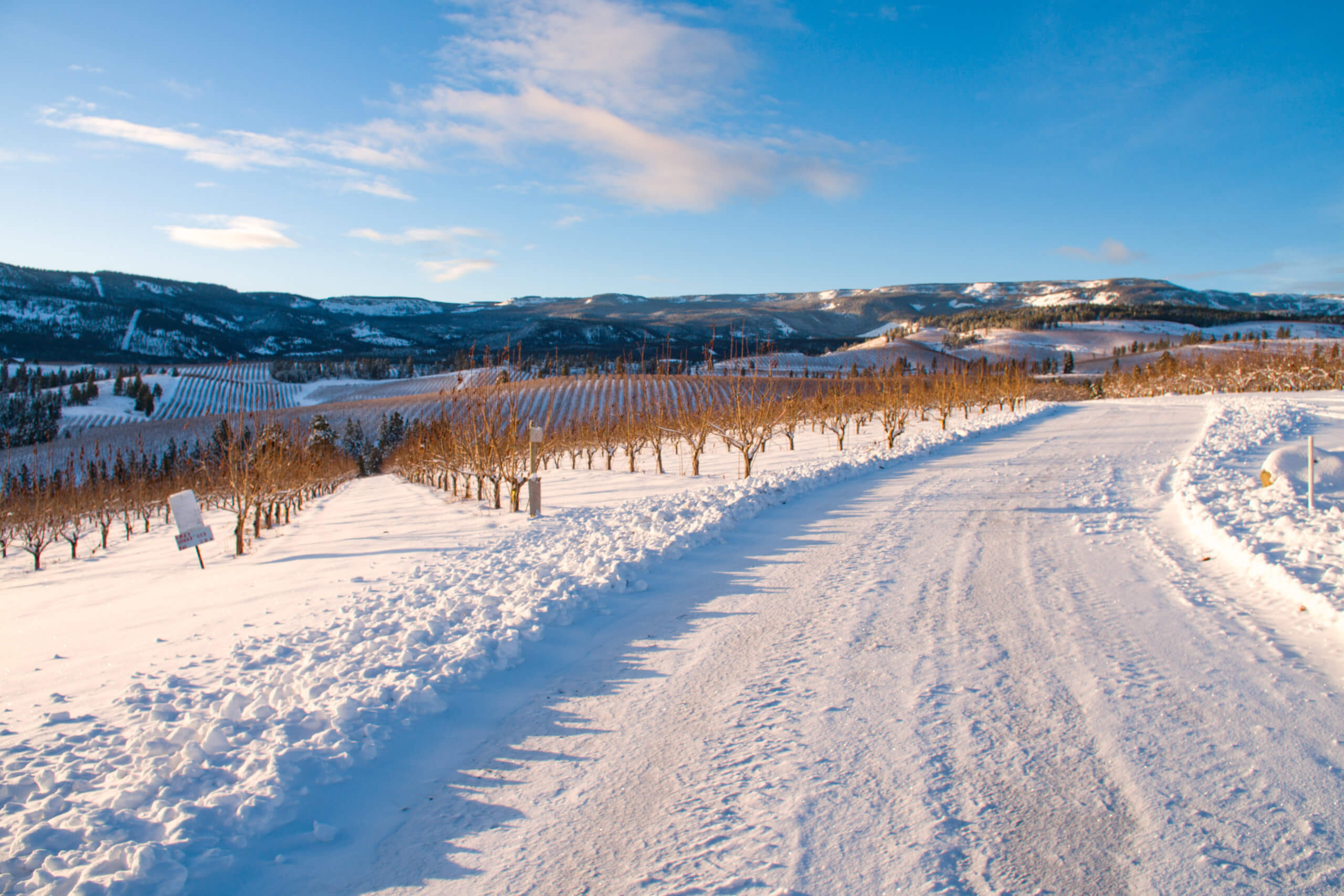 Winter in the Orchard