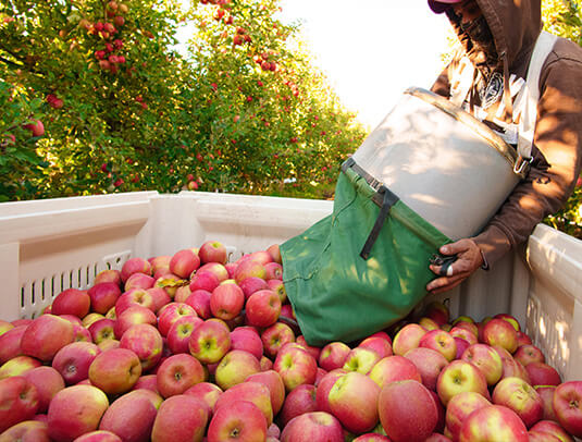 apple harvest