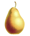tree pear