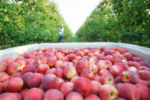 Stemilt-harvest-Quincy-apples-6913