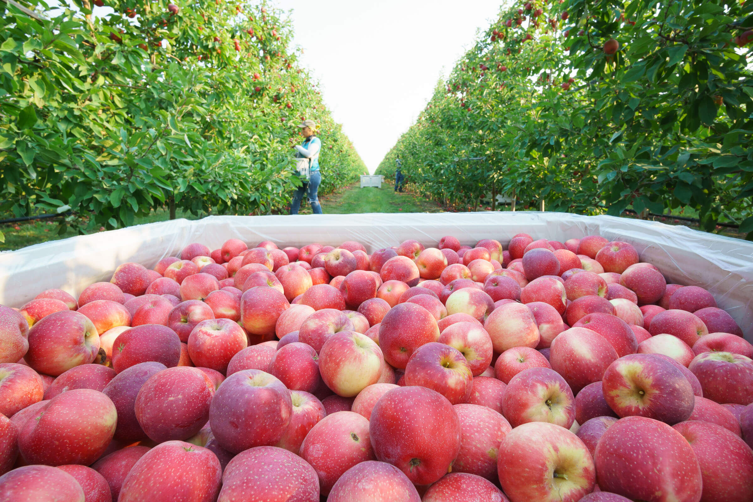 https://www.stemilt.com/wp-content/uploads/2016/07/1207-Stemilt-harvest-Quincy-apples-6913.jpg
