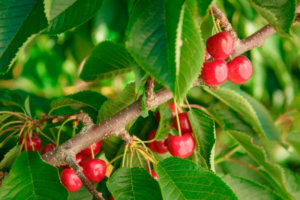 Tip-Top-Cherries-on-branch-2