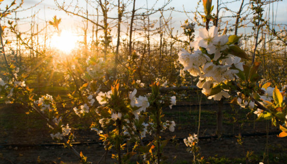 1281 SundayCherryBlossom