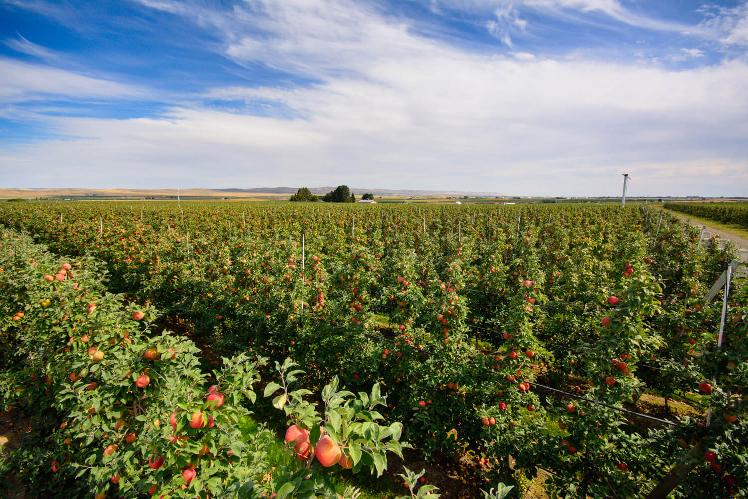 Harvesting Honeycrisp Apples Stemilt