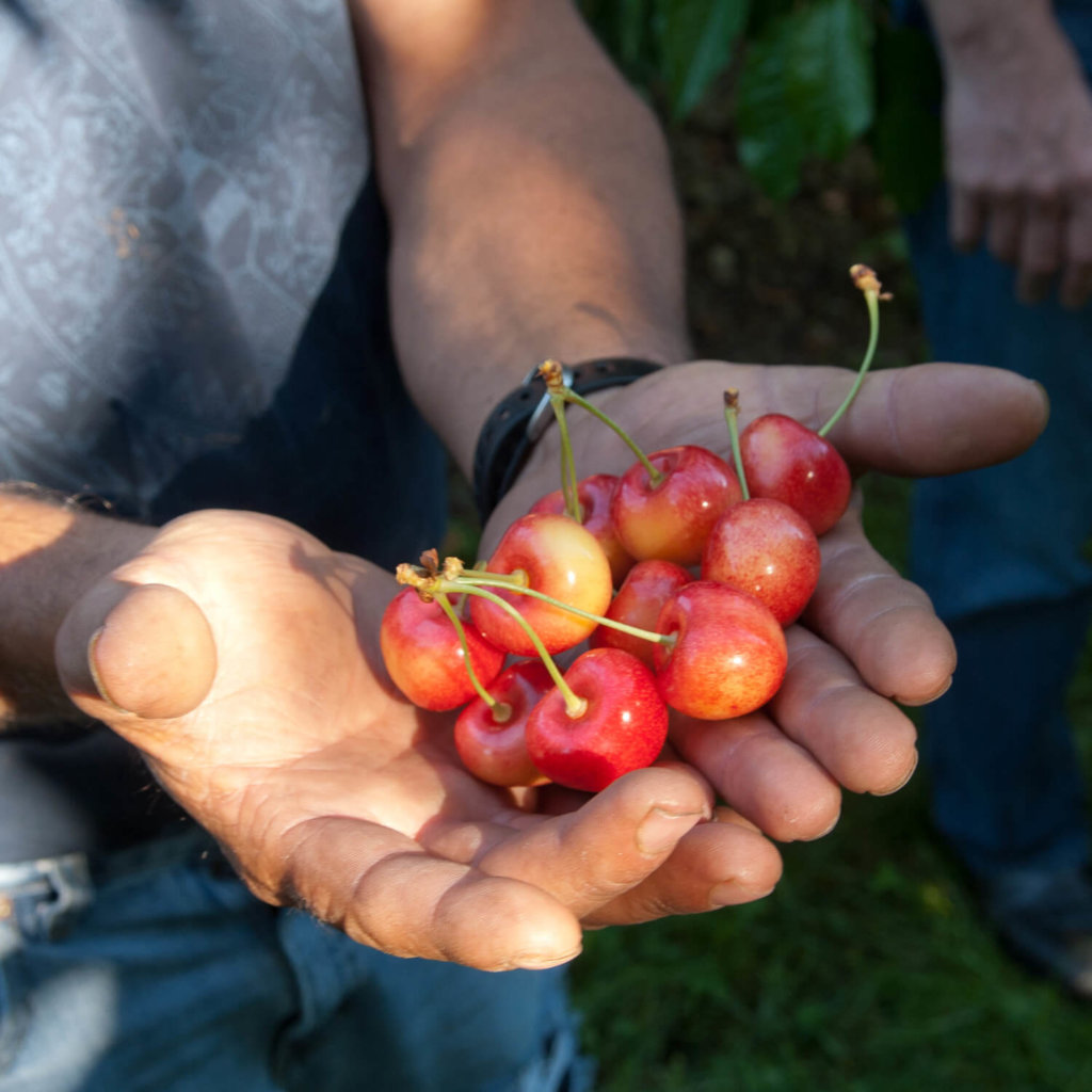 1427 MalagaLandCompanyOrchard RainierCherryHarvest 7 6 11