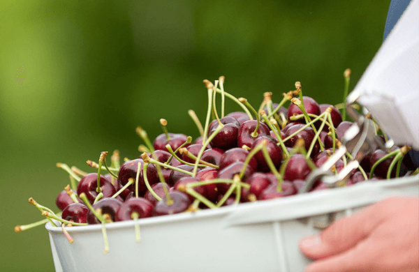 World Famous Cherries