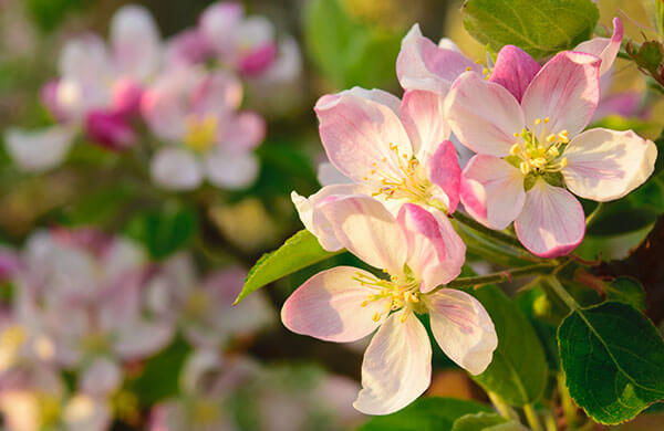 Farm to Fork Apple Blossoms