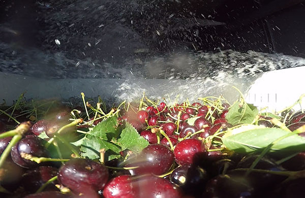 Farm to Fork Cherries Hydrocooling