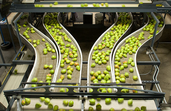Farm to Fork Pears Packing
