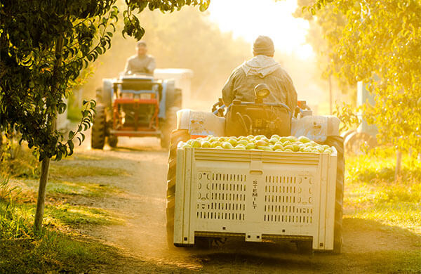 Farm to Fork Pears Pear Harvest
