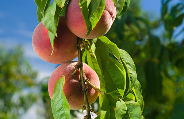 Farm to Fork Summer Fruit Peach Farming