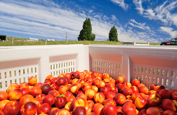 Farming Fruit featured Nectarines