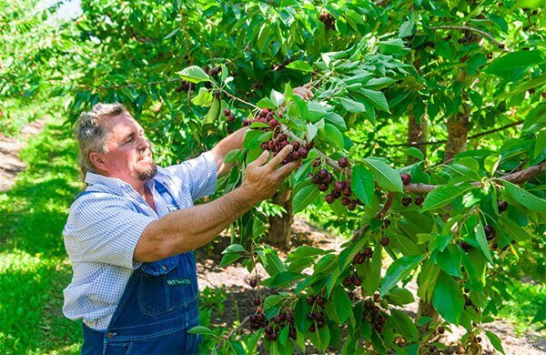 Kyle in orchard with World Famous Cherries, what to eat in the summer season
