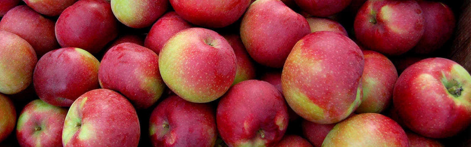 McIntosh Apples Stemilt