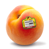apricot single