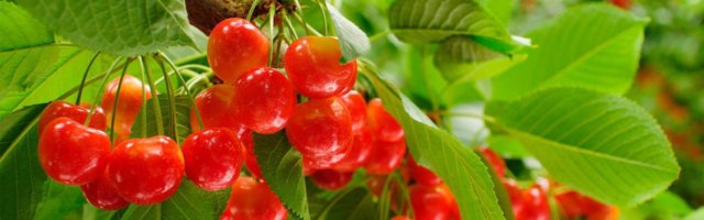 Rainer Cherries