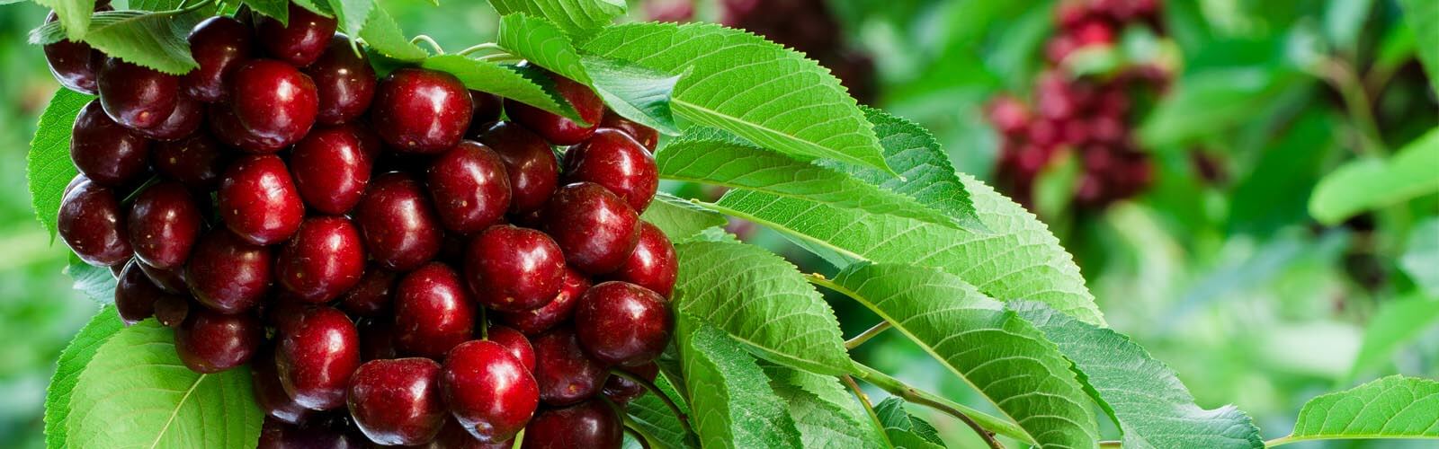 Planting sweet cherries in the fall - we are doing the right thing Planting sweet cherries in the fall - we are doing the right thing