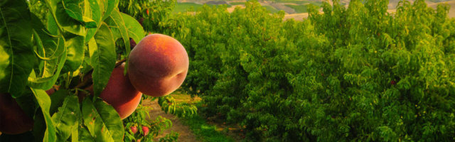 summerfruit farmtofork header background