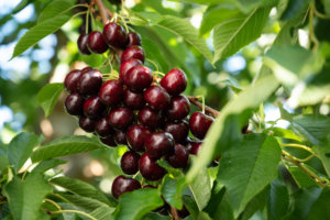 Cherry Harvest Stemilt Hill 4189