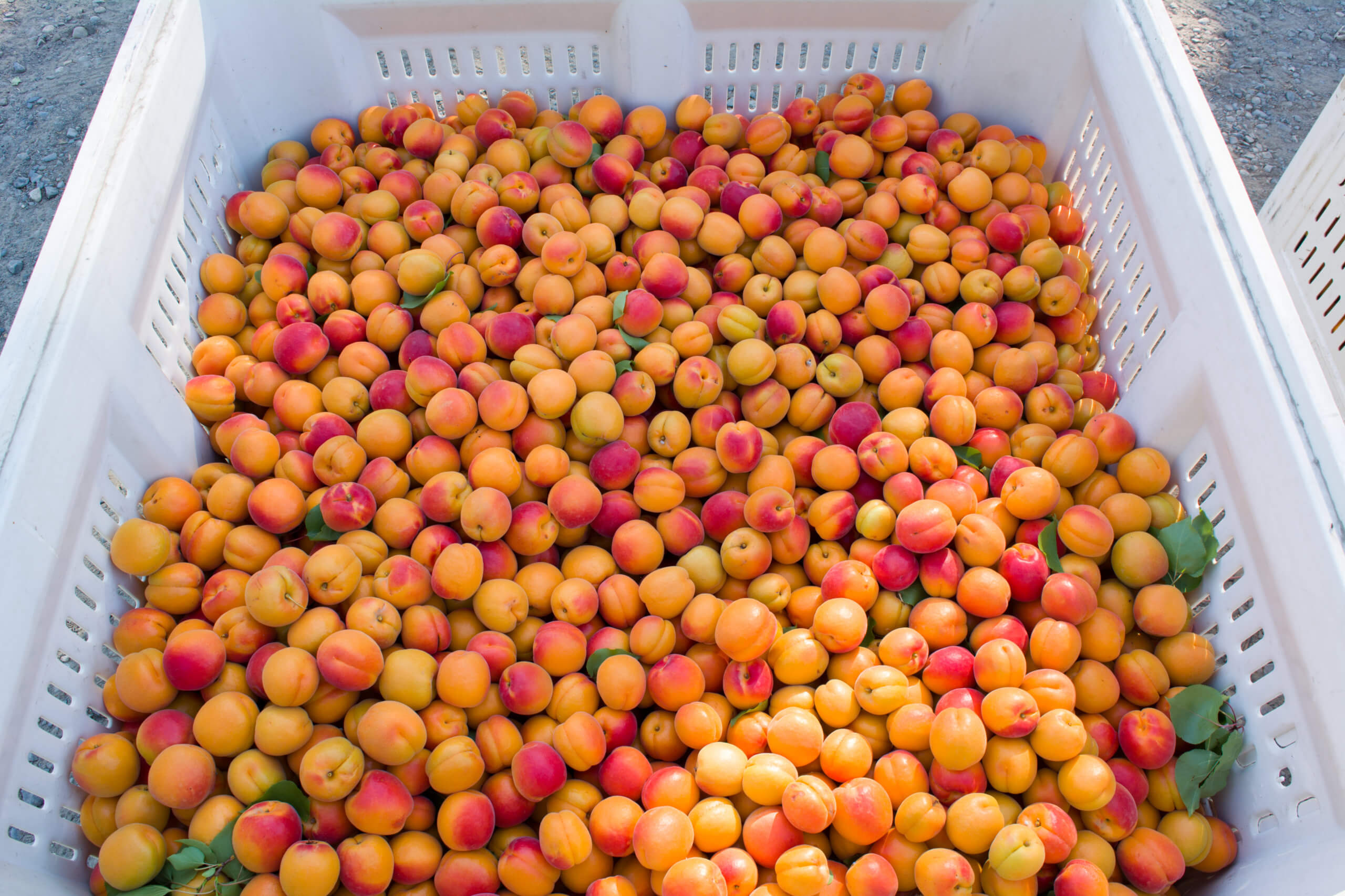 Fresh apricots