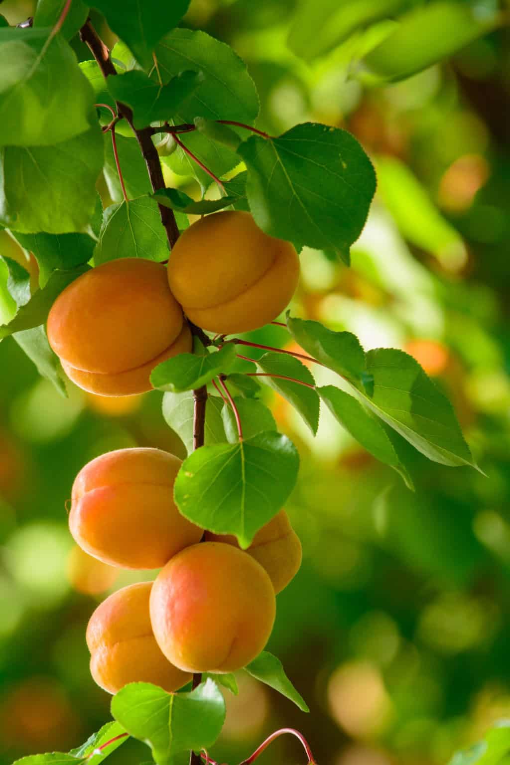 Health Benefits of Apricots Stemilt