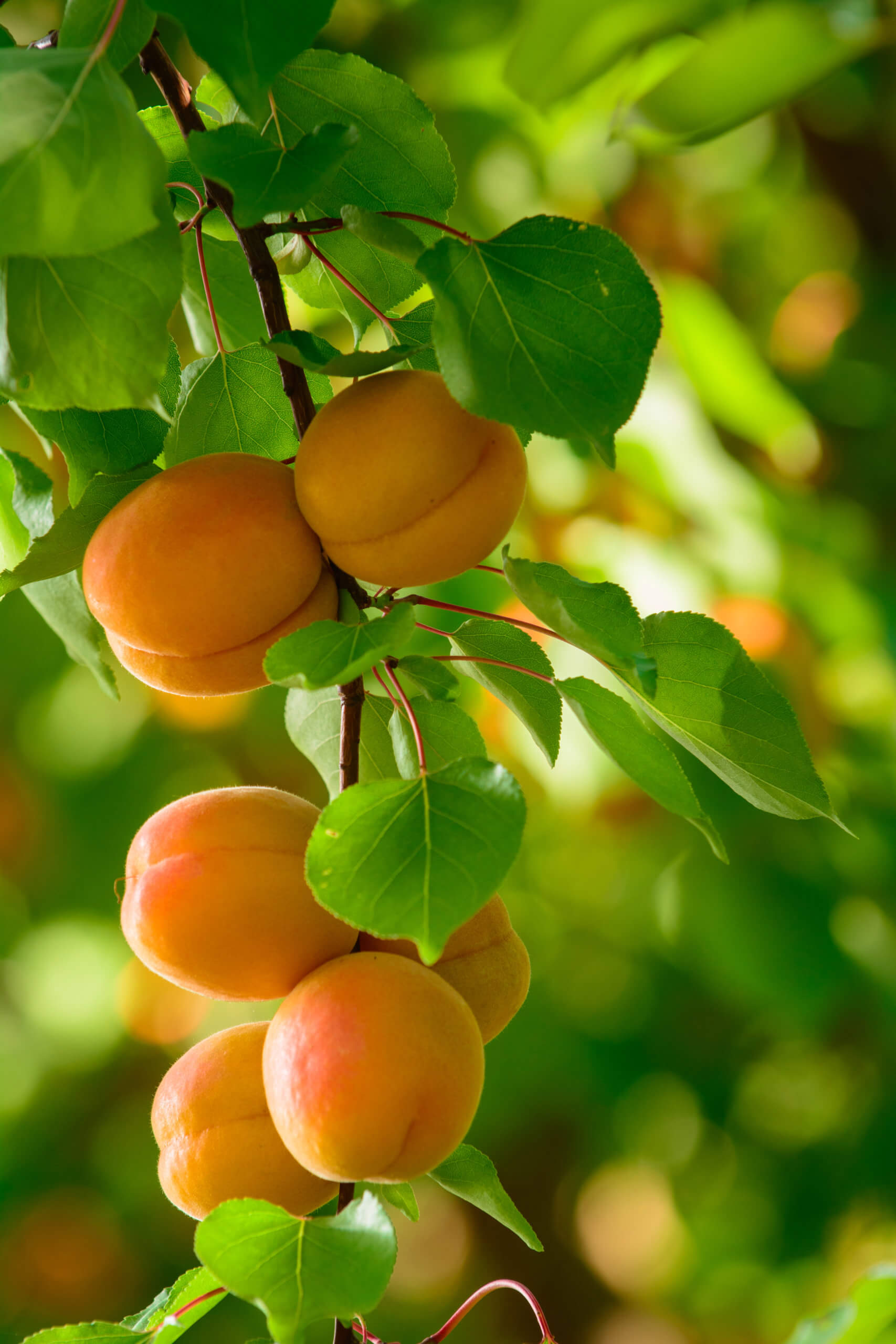 Apricots fresh