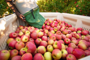stemilt pink lady apple harvest