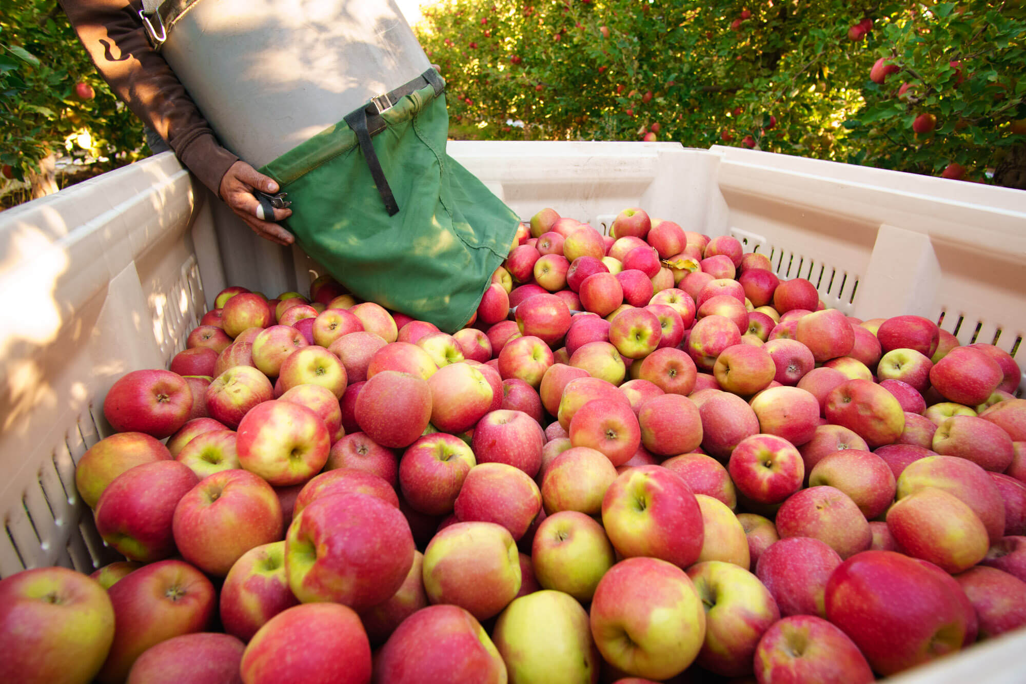 How We Determine When to Harvest Apples