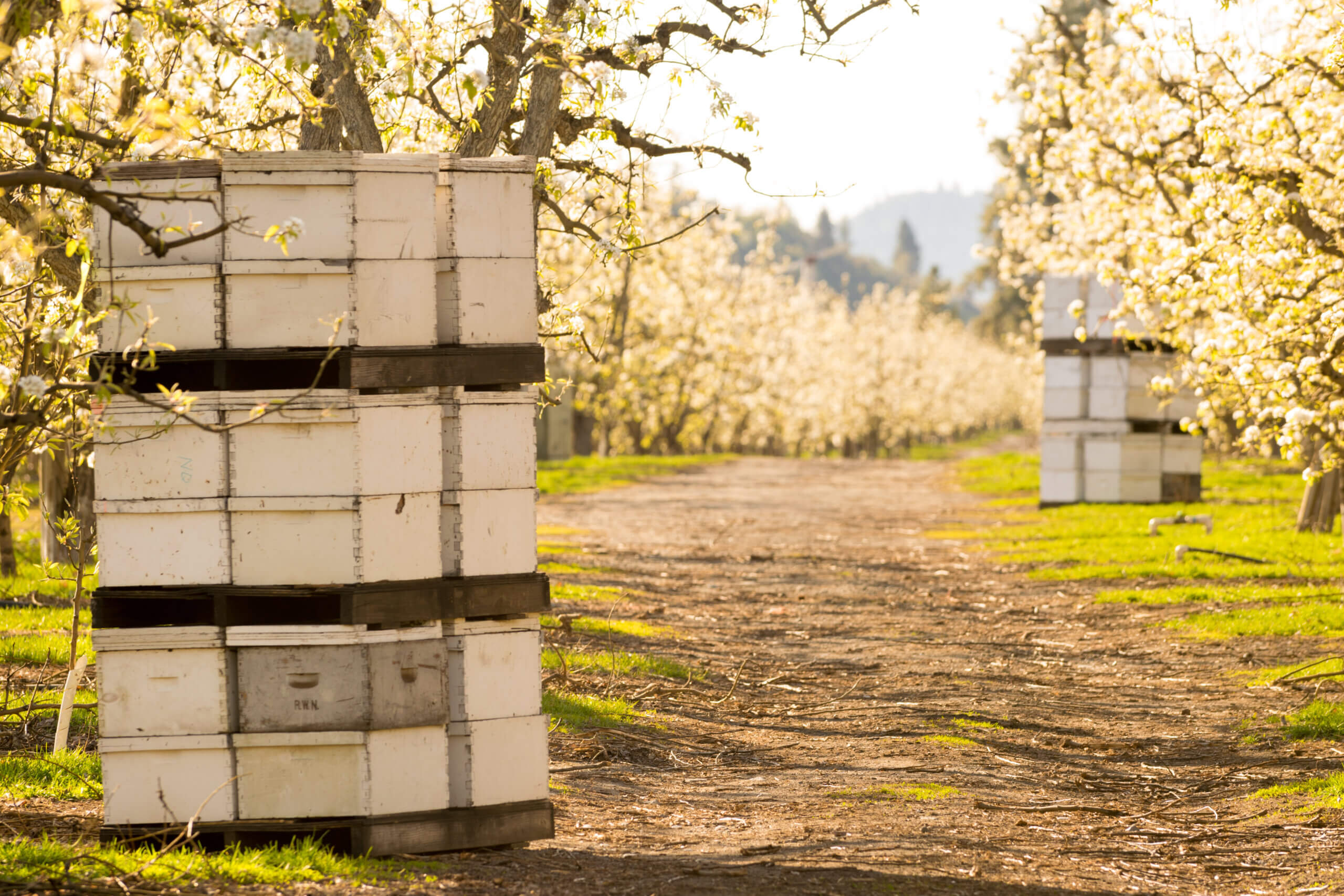 Bee hives in the orchard
