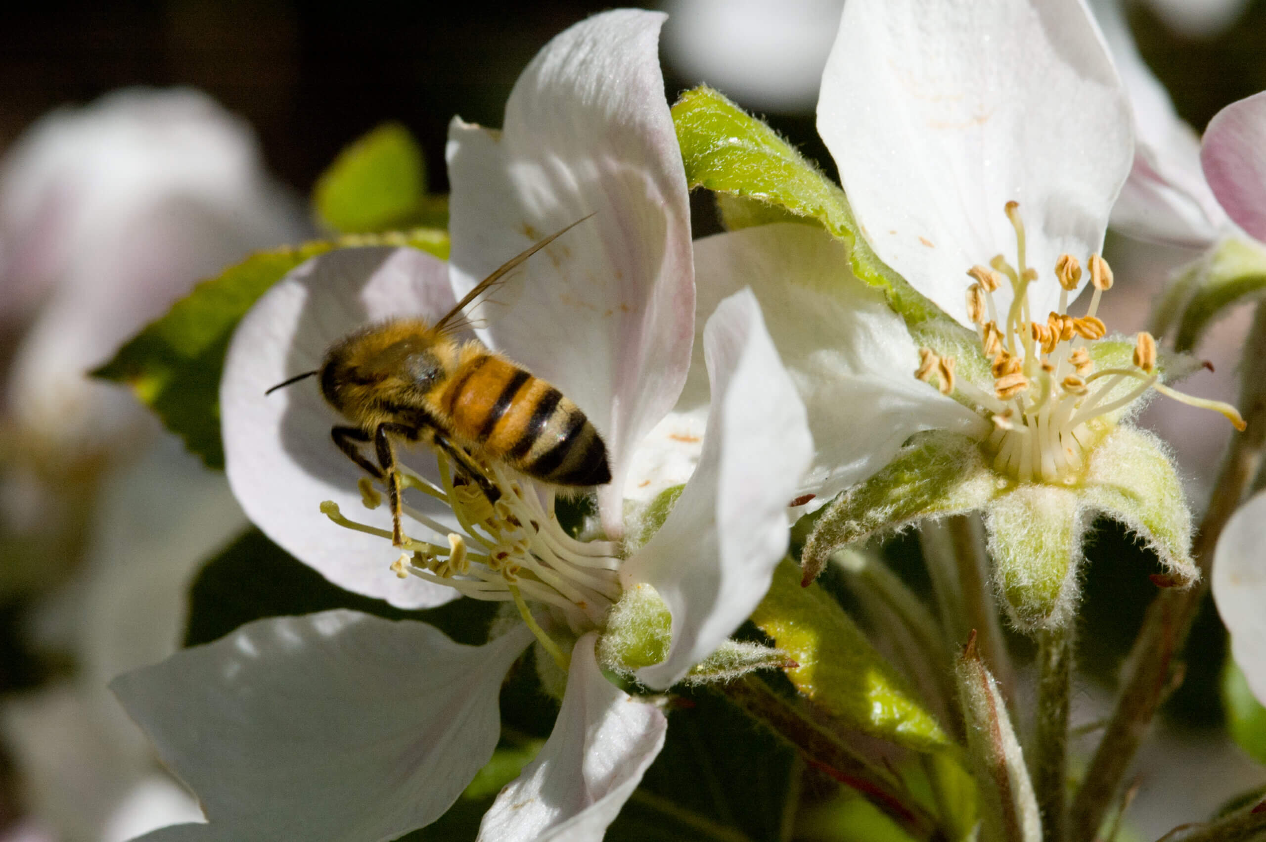 A bee pollinating a blossom.