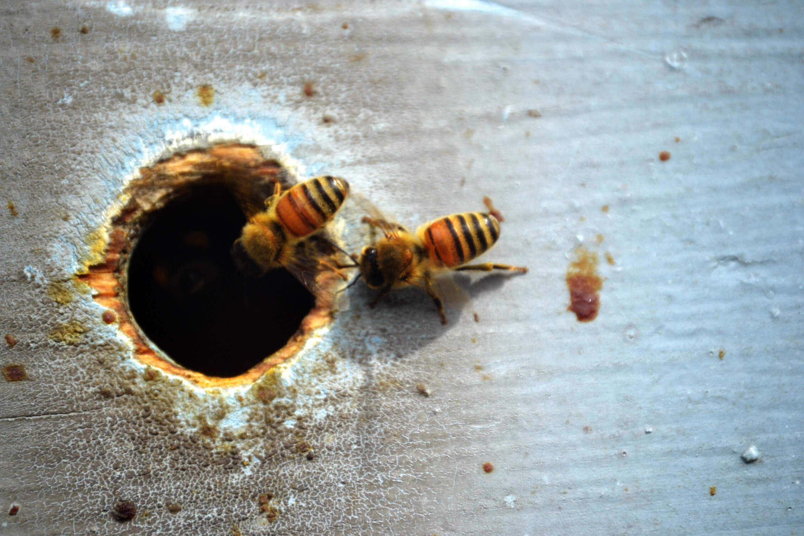 Bees entering a beehive hole.
